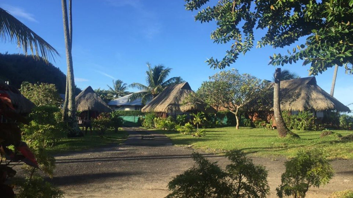Hibiscus Moorea