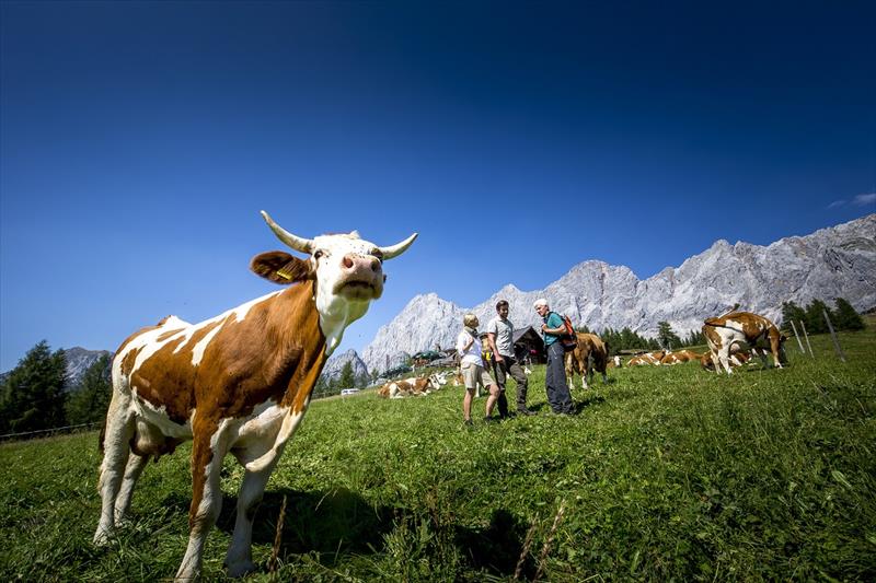 Hlavní obrázek galerie