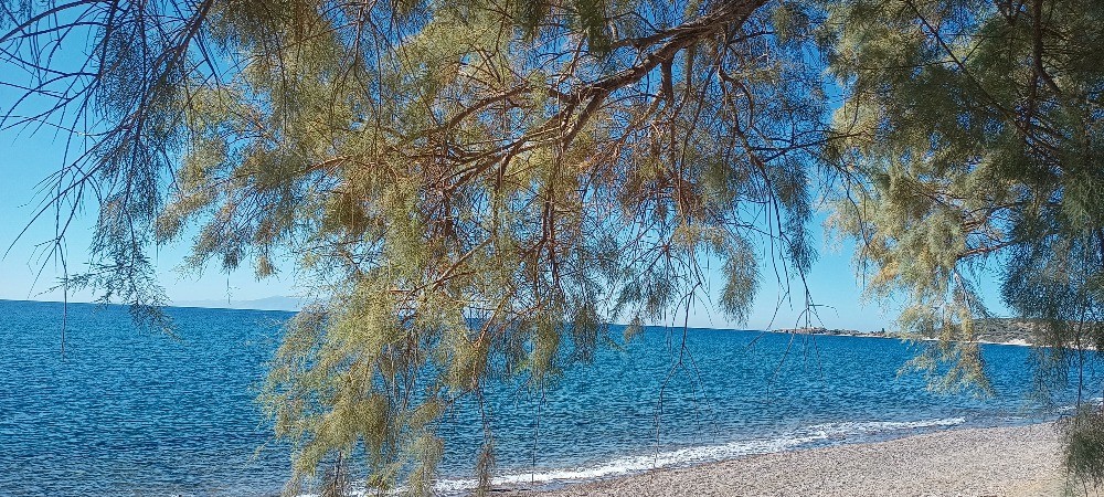 Hotel Sappho Beach (Vatera)