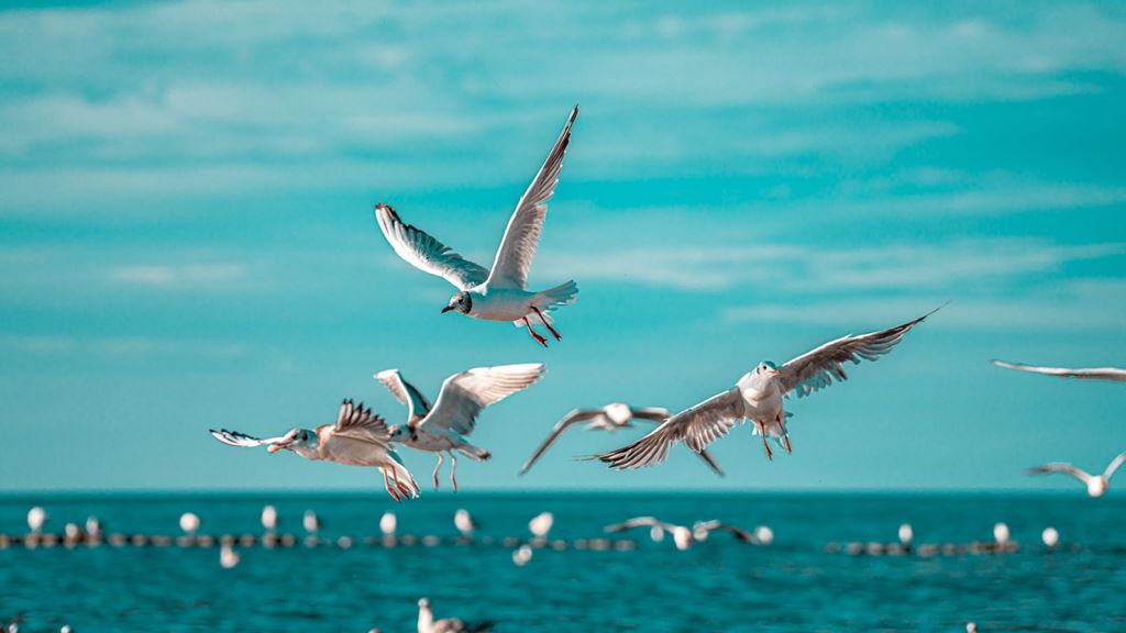 Paula Wellness & Spa: Pobyt s plnou penzí