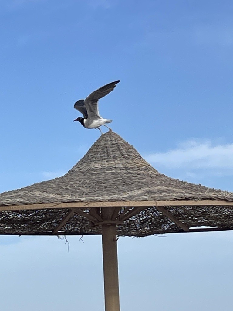 Hotel Shams Alam Beach Resort