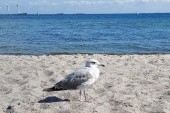 Pláž Amager Strand