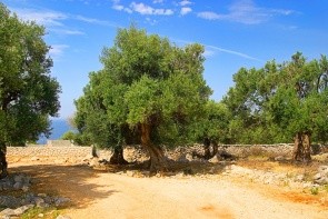 Olivové zahrady Lun