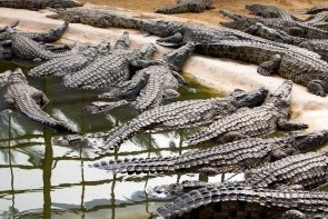 Krokodília farma
