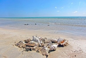 Plaża w Sharm el Luli