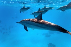 Sataya Reef (Útes delfínou)
