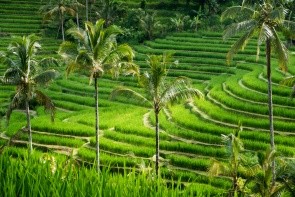 Rýžové terasy Jatiluwih