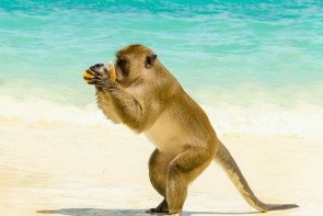 Opičí pláž