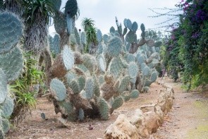 Botanická záhrada Botanicactus