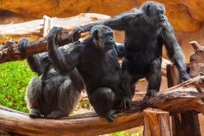 Opičia zoo Monkey Park
