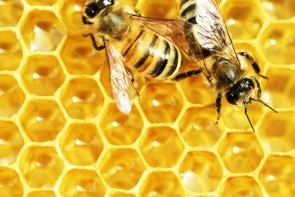 Muzeum včelařství
