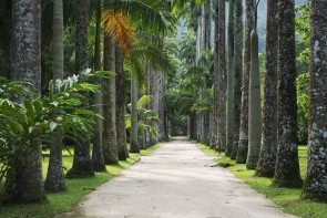 Botanická zahrada Rio de Janeiro