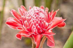Botanická zahrada Flower Forest