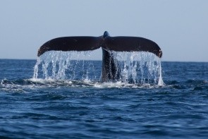 Pozorovánie veľrýb a delfínou