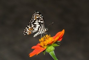Motýlia záhrada
