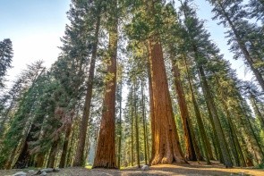 Národný park Sequoia
