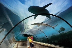 The Coral At Atlantis