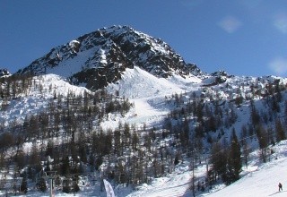 Stella Alpina