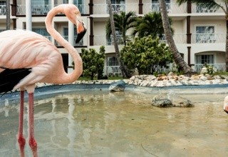 Sunscape Coco Punta Cana (ex. Be Live Collection Punta Cana)