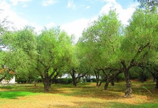 Studia Athina (Tsilivi)