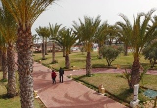 Palm Azur