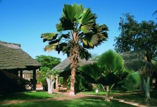 Royal Horizons Baobab