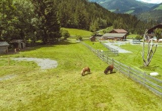 Wolkensteinbär (Bramberg am Wildkogel)