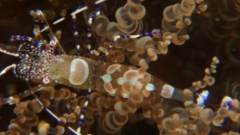 Zoëtry Aqua Punta Cana – fotografie 5