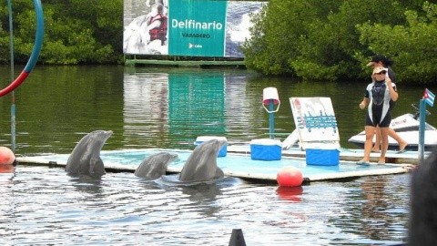 Los Delfines – fotografie 4