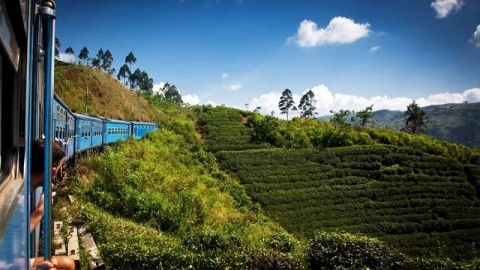 Oak Ray Tea Bush Ramboda (Nuwara Eliya) – fotografie 2