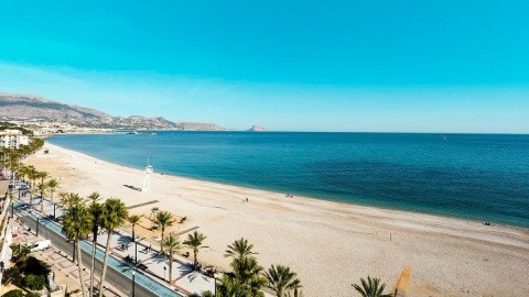 Kaktus Albir – fotografie 4