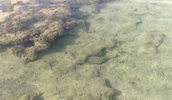 Sharm Grand Plaza opinie