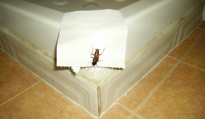 Apartmány Vila Adam II. recenzie