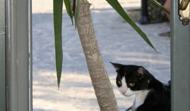 Alma Luxury Resort Hotel recenzie