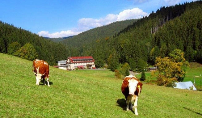 Galik (Velké Karlovice) értékelés