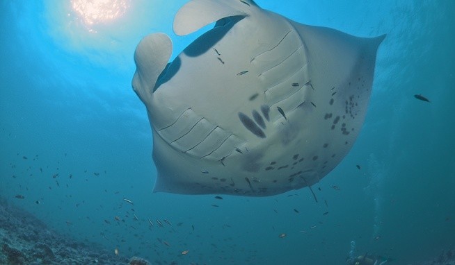 Six Senses Laamu opinie