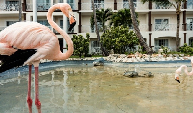 Sunscape Coco Punta Cana (ex. Be Live Collection Punta Cana) recenzie