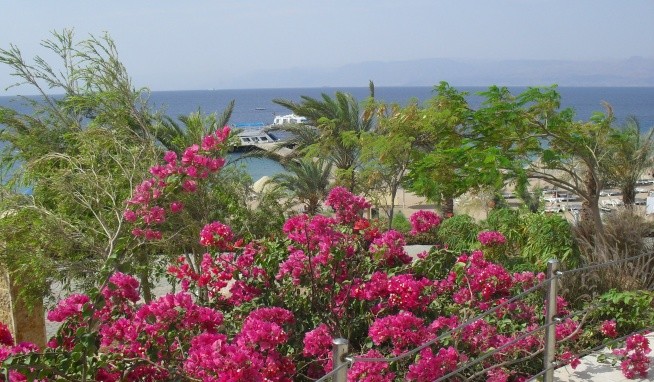 Raed City értékelés