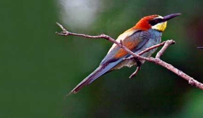 Lordos Beach recenzie