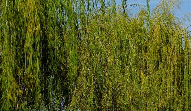 Roda Beach Resort & Spa recenze