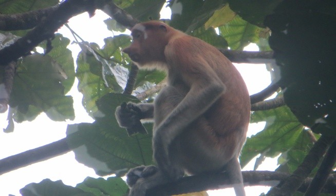 Permai Rainforest Resort opinie