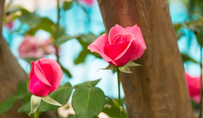 Best Western Hotel des Orangers Cannes recenze