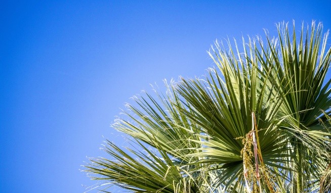 Almyros Beach Resort & Spa recenze