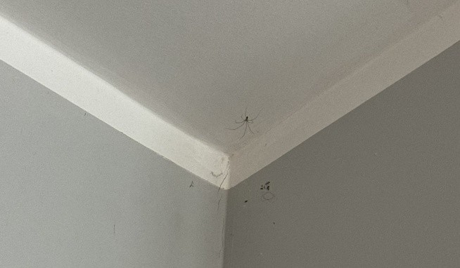 Apartamenty Sun & Snow Krolewskie Kamieniczki értékelés