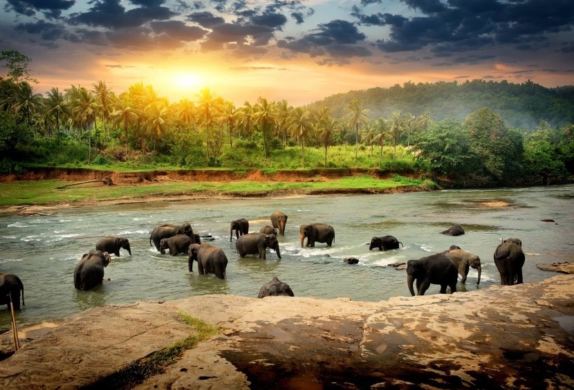 Srí Lanka elefántok víz napsütés trópusi