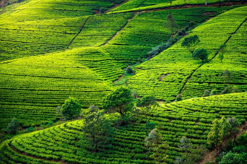tea ültetvények Sri Lanka