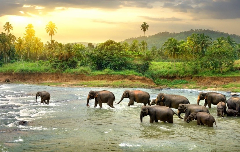 Elefántok víz pálmafák Sri Lanka
