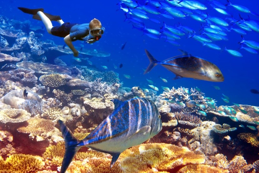 Podmořský život kolem ostrova Rodrigues