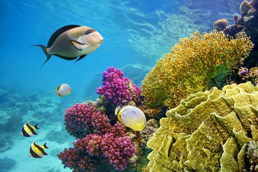 korallok Egyiptom Vörös tenger halak