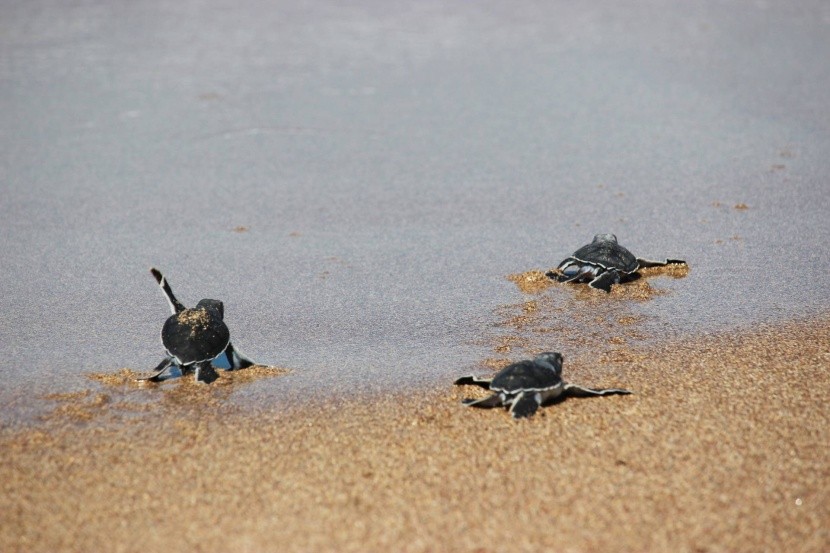 Észak-Ciprus tengerpart cserepes teknősök